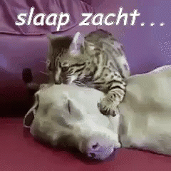 Slapen